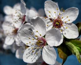 The Apple Tree